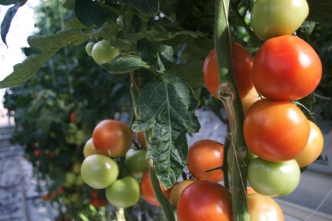 Tomatoes, Fridheimar Tomato Farm